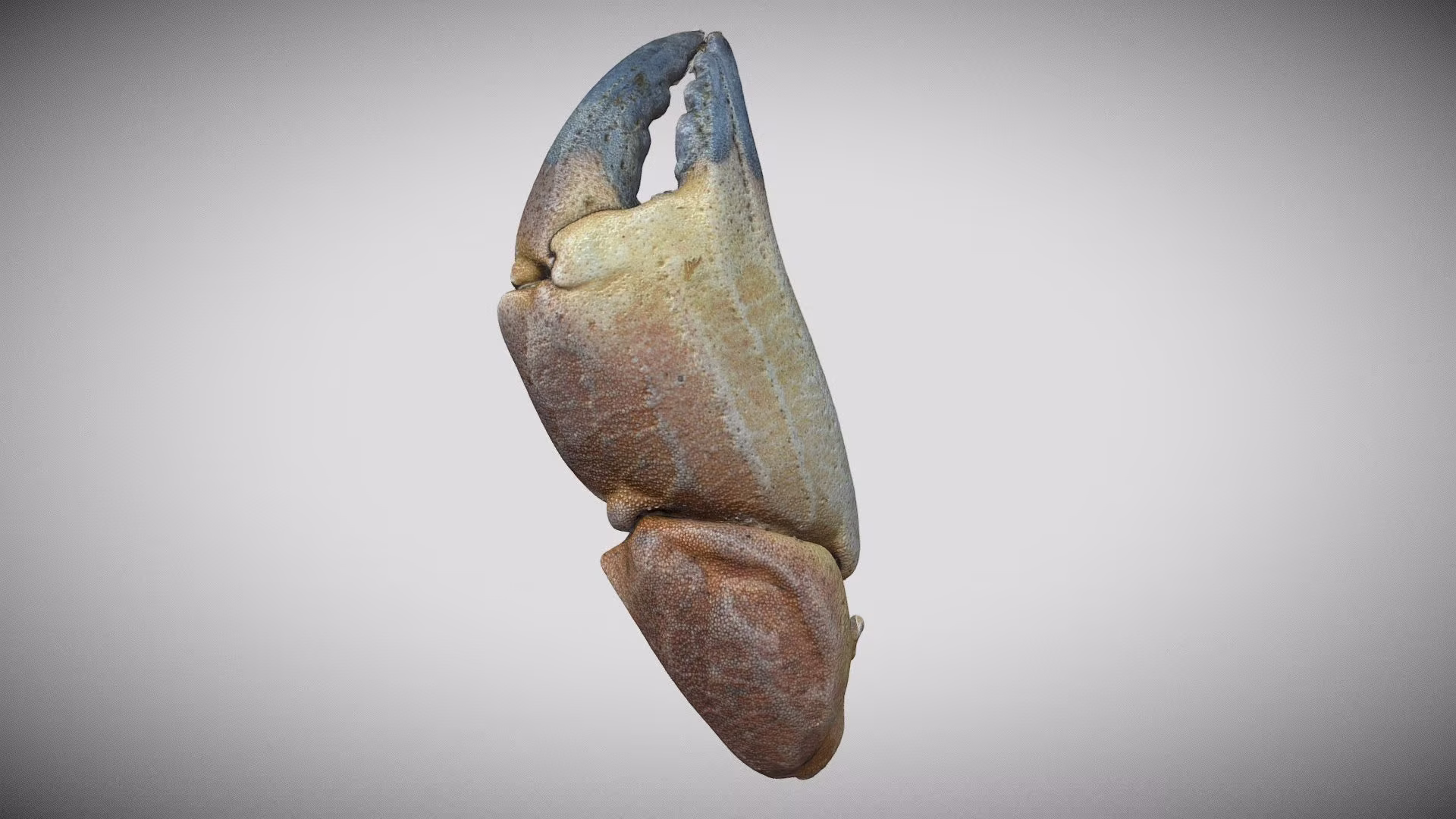 Crab Claw 1